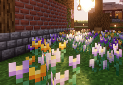 Crocus