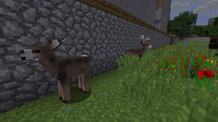 Mule Deer