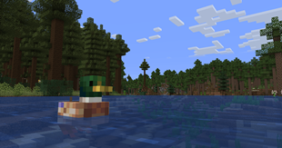 A Visit to the Redwood Forest