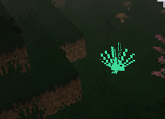 firefly fern