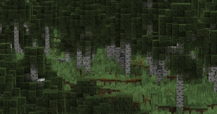 Old Growth Birch Forest