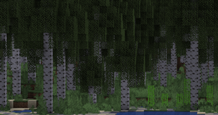 Birch Forest