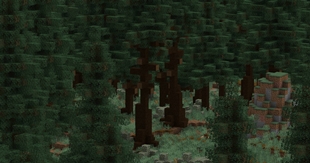 Old Growth Spruce Taiga