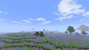 lavender fields