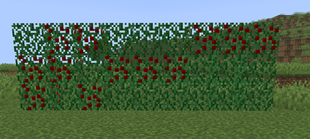 Cranberry bush