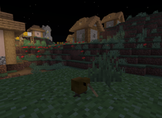Kiwi.png