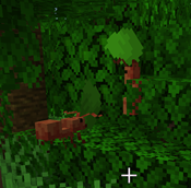 Leafcutter Ants
