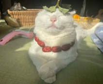 cat.jpg