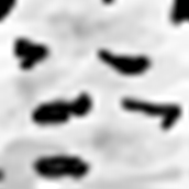 log_birch.png
