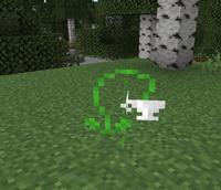 tea plant
