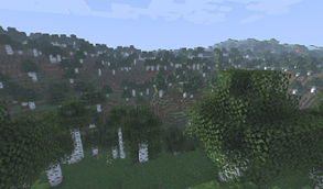 Birch Forest