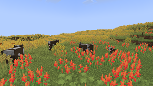 Field
