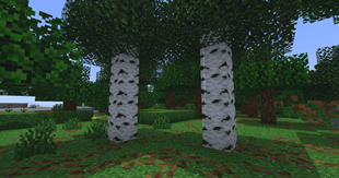 two birch trees.png