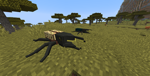 Spider