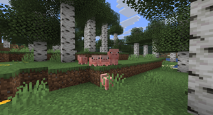 A lot of Pigs!