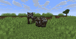Tons of Cows!
