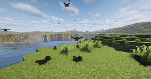 crow.png