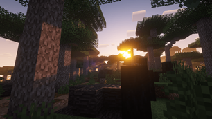 Paper Bark Forest.png