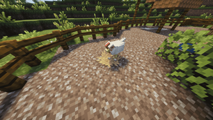 Chicken Lay Egg