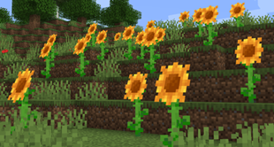 FancySunflowers.png