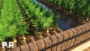 Carrot Farm