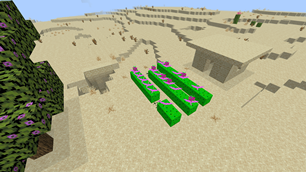 Dragon fruit farm
