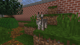 Iberian Lynx