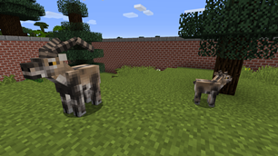 Iberian Ibex