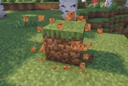 Grass