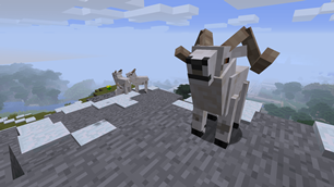Dall Sheep