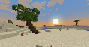 Palms also generate in deserts