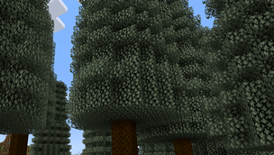 Arauca Trees