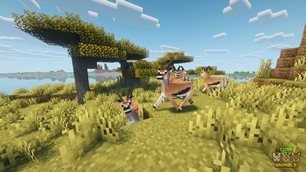 Antelope