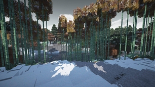 Bamboo