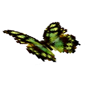 Malachite Butterfly