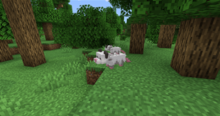 Baby opossum riding its parent