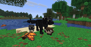 Animals