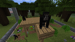 Siamang