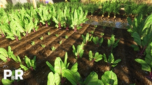 Beetroot Farming