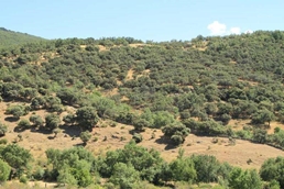 A traditional holm oak grove!
