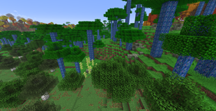 Rainbow Eucalyptus Forest
