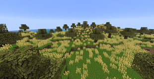 Wheat Fields