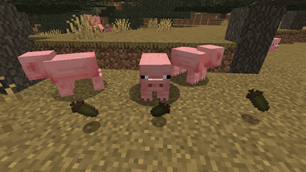 Pig food