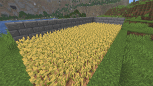 variants_of_crops.gif