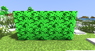 Oak Leaves