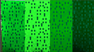 Spruce Leaves