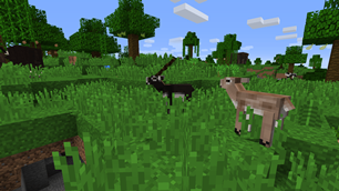 Blackbuck