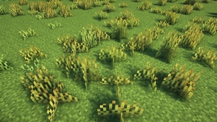 Red fescue