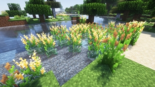 Reeds and Cattails