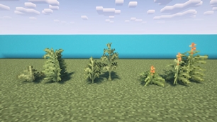 Fern variants